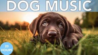 20 HOURS of Deep Sleep Calming Dog Music 🐶 Dog Separation Anxiety Relief Music 🎵