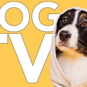 TV for Dogs | Exciting Virtual Adventures for Dogs to Watch!