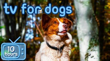 Virtual Adventure for Dogs! Dog TV with The Best Relaxing Music!