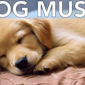 [NEW 2023] 20 Hours of Relaxing Anxiety Music for Dogs!