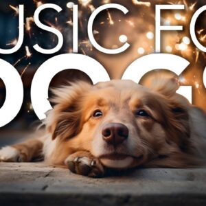 Bonfire Night Dog Music: Relaxing Sounds for Fireworks Anxiety!