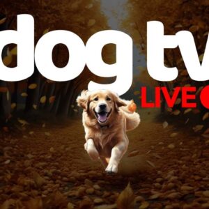 Dog TV  - Non-Stop Music & Entertainment For Dogs - 24/7 Dog Entertainment