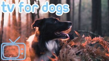 10 Hours of Fun Entertainment TV for Bored Dogs! With Calming Stress Relief Music!