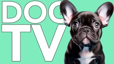 10 Hours TV for Dogs to Cure Separation Anxiety: How to Relax My Dog Music!