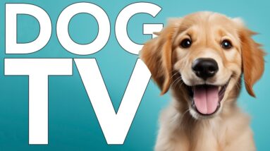 Virtual TV for Dogs! Videos for Your Dog to Prevent Boredom [With ASMR Music]