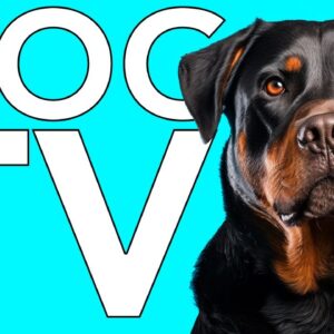 10 Hours Relaxing TV for Dogs: Fun Video to Cure Separation Anxiety!