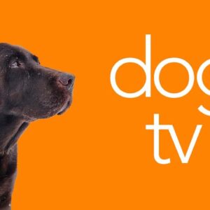 Dog TV - Non-Stop Stimulation Boost for Dogs! (24/7)