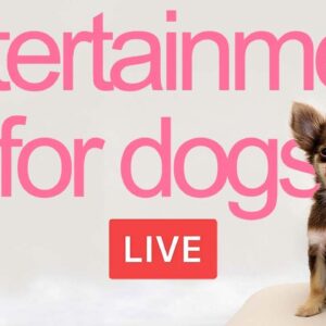 entertainment for dogs | 24/7 dog tv