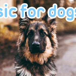 The Secret Power of Dog Music: Discover the Untold Benefits