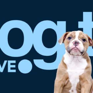 TV for Dogs - Petflix Stream for Dogs - Endless Stimulation
