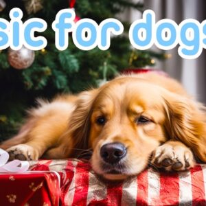 Xmas Music for Dogs | Relaxing Sounds to Keep Dogs Calm at Christmas!