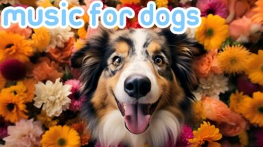 24 Hours Relaxing Music for Dogs: Calming Video to Cure Anxiety! [2024]
