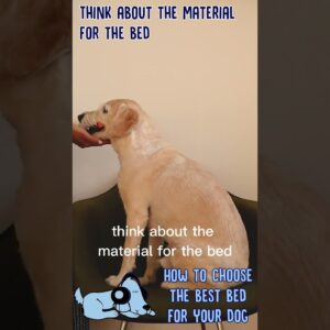 How to Choose the Best Bed for Your Dog! #shorts
