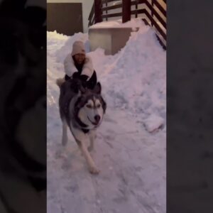 They always say Huskies are sled dogs, this one is proving it! #shorts
