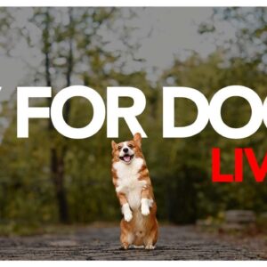 24/7 TV FOR DOGS - ENTERTAIN YOUR DOG ALL DAY LONG!