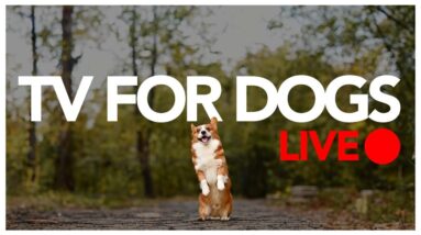 24/7 TV FOR DOGS - ENTERTAIN YOUR DOG ALL DAY LONG!