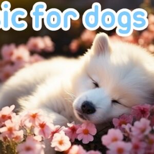 Dog Music: Soothe Your Dogs Anxiety | Videos with Music to Help Dogs Relax and Sleep!
