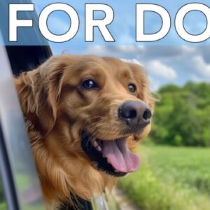 10 Hours Relaxing TV for Dogs: Virtual Adventure TV for Bored Dogs!