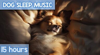 개 진정 음악: 개와 강아지를 위한 매우 편안한 휴식 소리!