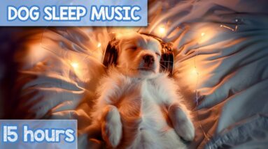 EXTREME RELAXATION Dog Music! Hours of Sleep Sounds to Relax Any Dog!