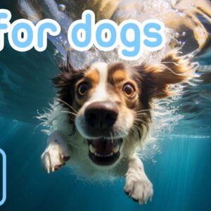 Virtual Reality Adventure TV for Dogs: Fun and Relaxing! + Music!