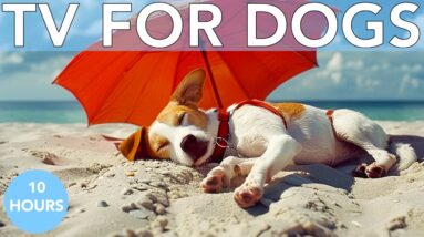 10 Hours Anti-Anxiety and Boredom TV for Dogs with Relaxing Music!