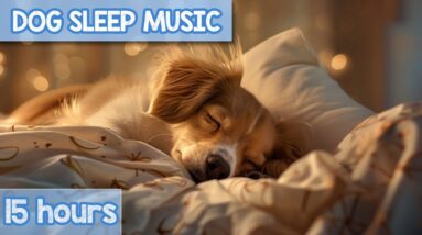 COMPLETE RELAXATION Music for Dogs! Help Your Dog Sleep Quick and Easy!