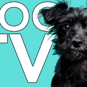 Dog TV: Fun Adventure Videos to Prevent Boredom in Dogs!