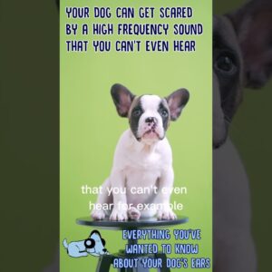 Everything You've Wanted to Know About Your Dogs Ears! #shorts