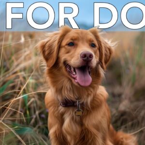EXTRA FUN TV for Bored Dogs: Exciting Videos WITH Relaxing Music!
