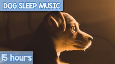 EXTRA Relaxation Music for Dogs | Calming Anxiety Relief for Canines