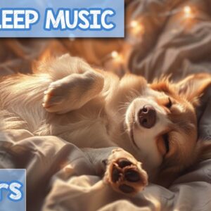 EXTREME Relaxation Dog Music: Calming ASMR Sounds for Anxious Dogs!