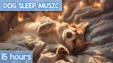EXTREME Relaxation Dog Music: Calming ASMR Sounds for Anxious Dogs!