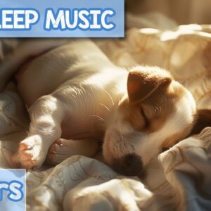 VERY RELAXING Dog Music for Easy Anxiety Relief and Sleep!