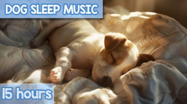 VERY RELAXING Dog Music for Easy Anxiety Relief and Sleep!