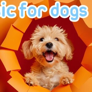 ELIMINATE SEPARATION ANXIETY: Calming Music for Dogs to Prevent Anxiety!