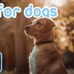 EXTRA LONG Dog TV! Entertaining Videos for Dogs to Cure Boredom!