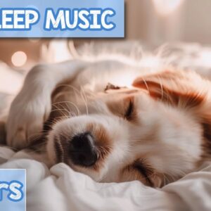 EXTREMELY-RELAXING Music for Dogs: Cozy Tunes for Canine Anxiety Relief!