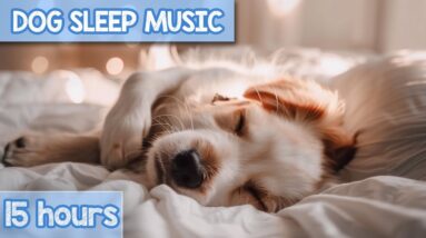 EXTREMELY-RELAXING Music for Dogs: Cozy Tunes for Canine Anxiety Relief!