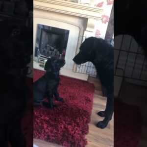 Dog is not sure what to make of meeting a puppy for the first time! #shorts #dogs #cutedogs