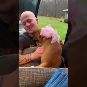 Husband is surprised with his dream puppy! #shorts #cutedogs #cute #dogs