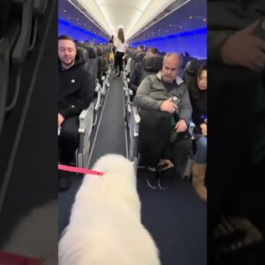 Samoyed does a walk of fame down a plane aisle! #shorts #cutedogs #cute #funny #funnydogs #dogs