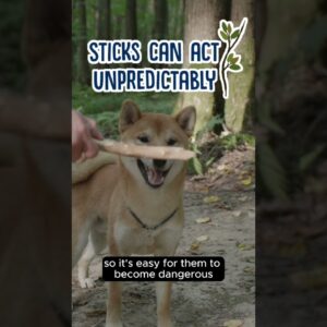 Should You Let Your Dog Chew Sticks? #shorts