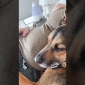 Loving dog snuggles pregnant ladies belly #dogs #cutedogs #cute #adorable #shorts