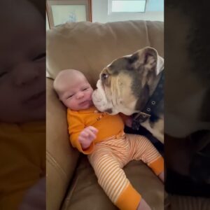Bulldog adores his human baby brother 🐶❤️👶 #dogs #cute #cutedogs #bulldog