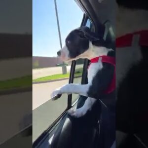 Puppy discovers wind for the first time on a car ride! #dogs #cutedogs #funnydogs #puppy #shorts