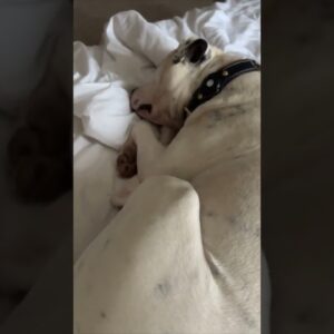 Dog barks in while having a dream 🥰 #dogs #cutedogs #funnydogs #cute #funny #shorts