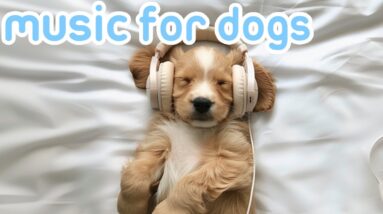10 HOURS of Deep Sleep Calming Dog Music! NEW: Helped Millions of Dogs Worldwide!