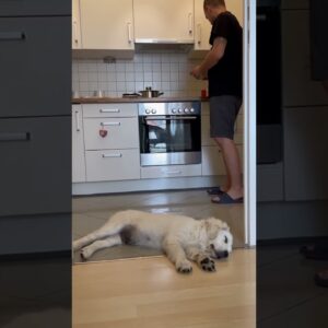 Dog only wakes up when it hears the food scale sound! #dogs #funny #funnydogs #cutedogs #cute
