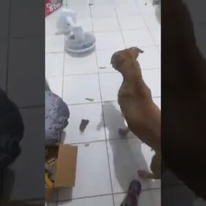Dog stuck in a bag destroys the whole house! #dogs #funnydogs #funny #cute #cutedogs #shorts